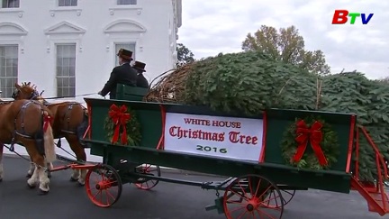 Cây thông Giáng sinh đã đến Nhà Trắng